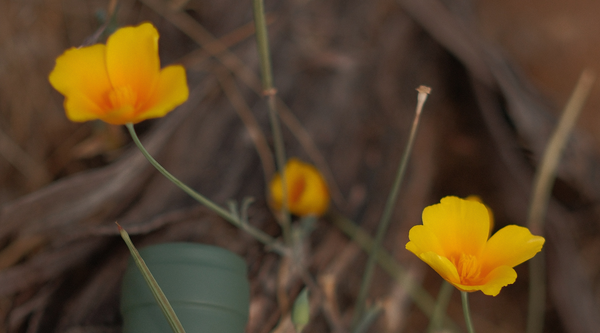 New Release : Clair de Lune