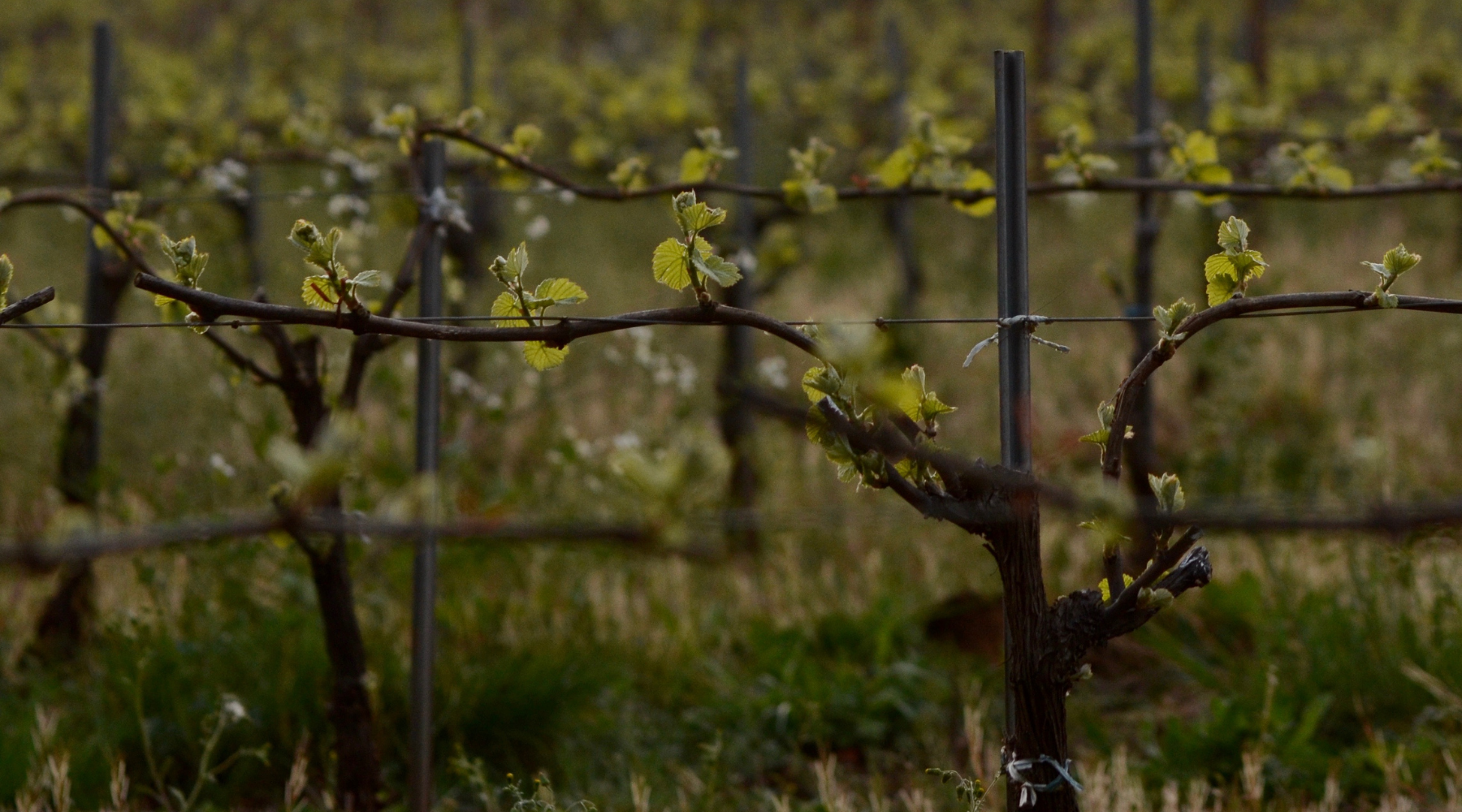Spring Time & Bud Break at Seven Springs – Evening Land Vineyards