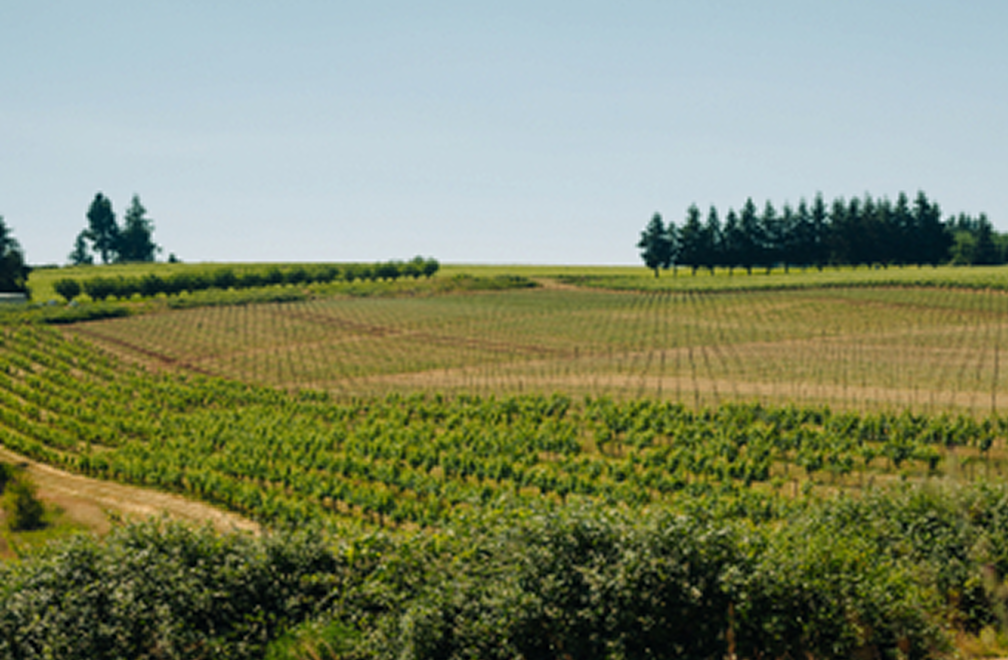 <p>The vineyards of Evening Land unfold across rolling hills, a testament to their immense scale.</p>