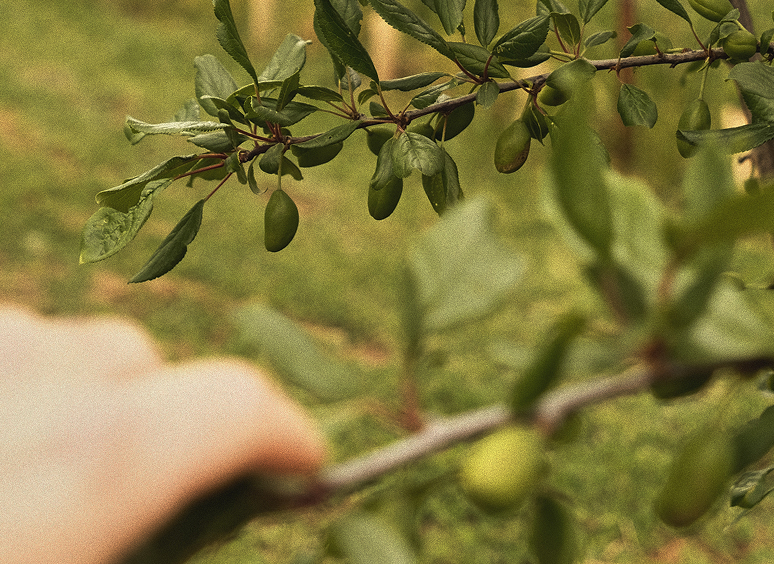 <p>The vineyard is dotted with fruit trees, enriching the land and supporting a healthy, balanced ecosystem.</p>