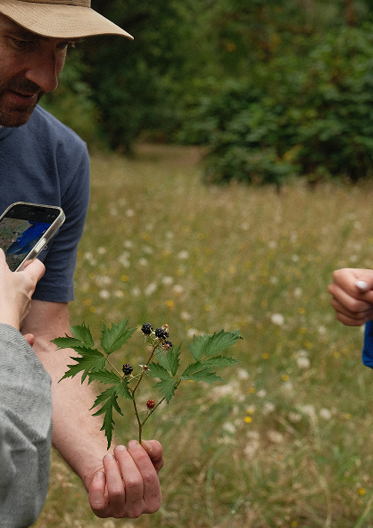 <p>John Faulkner, winemaker at Evening Land Vineyards, points to a native berry found among the hundreds of other flora and fauna in the vineyard.</p>